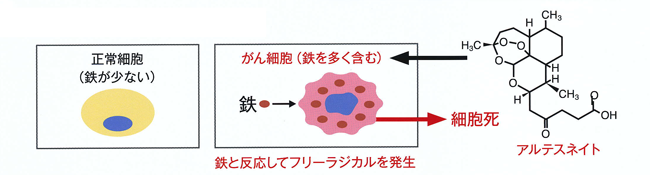 アルテミシニン誘導体アルテスネイトによるがん治療